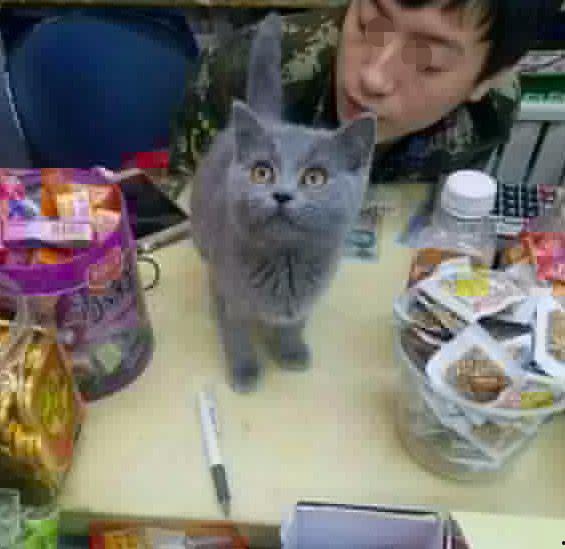 猫咪再见娱乐吃瓜酱,揭秘娱乐圈幕后趣闻