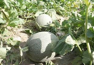 酱紫娱乐吃瓜,揭秘娱乐圈最新吃瓜事件